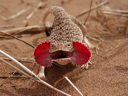 toad-head-agama-for-sale.jpg