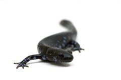 Buy a salamander