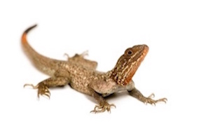 Agama lizards for sale