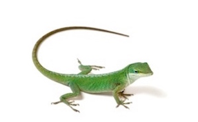 Anoles for sale