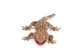 Geckos for sale