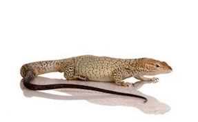 Monitor lizards for sale