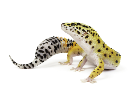 $20 Leopard Geckos Diet