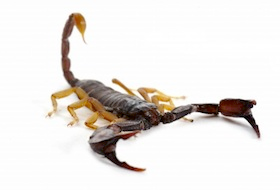 Scorpions for sale