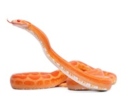 Corn snakes for sale
