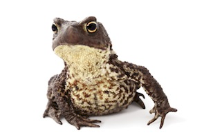 Toads for sale online