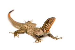 Agamas for sale online
