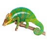 Graceful chameleon (Chamaeleo gracilis)