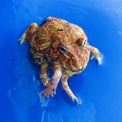 pacman frog tadpoles