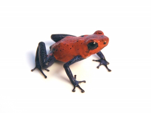 strawberry poison dart frog life cycle