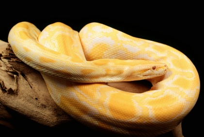 male albino burmese python