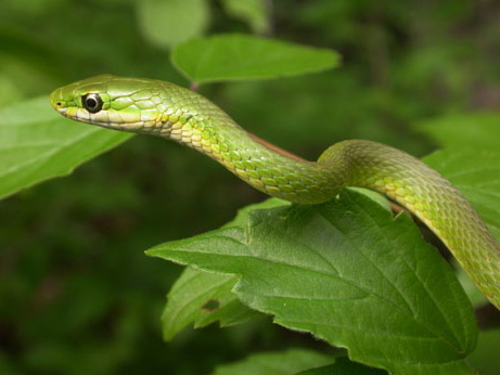 Florida Green Snake for Sale