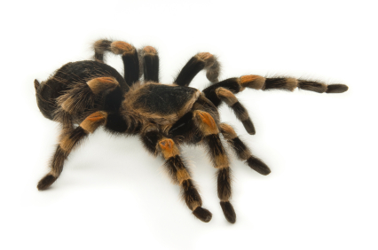 Mexican Redknee Tarantula for Sale | Reptiles for Sale