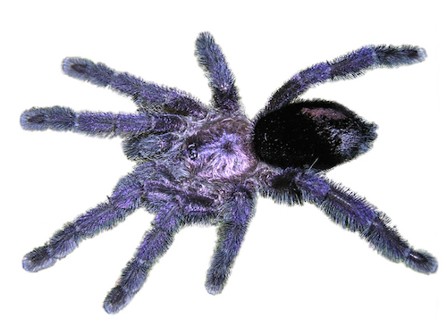 ecuadorian purple tarantula