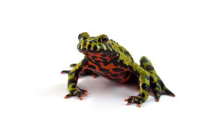 Fire Bellied Toad for Sale | Reptiles 