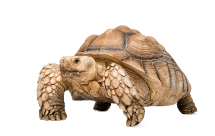 buy tortoise
