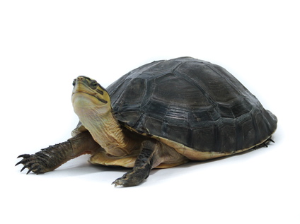 Indonesian Box Turtle for Sale | Reptiles for Sale