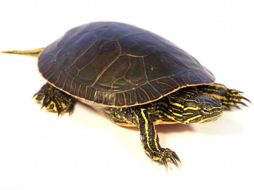 Western Painted Turtle for Sale | Reptiles for Sale