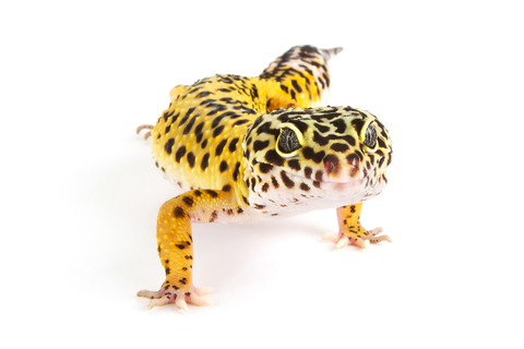 Leopard geckos for sale online