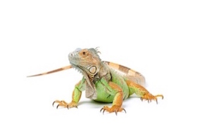 Lizards for Sale | Reptiles for Sale