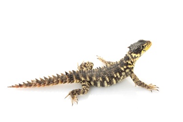 Rare lizards for sale online