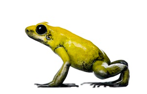 Poison arrow frogs for sale