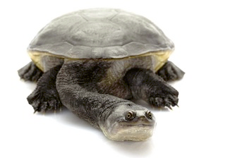 buy pet turtle online